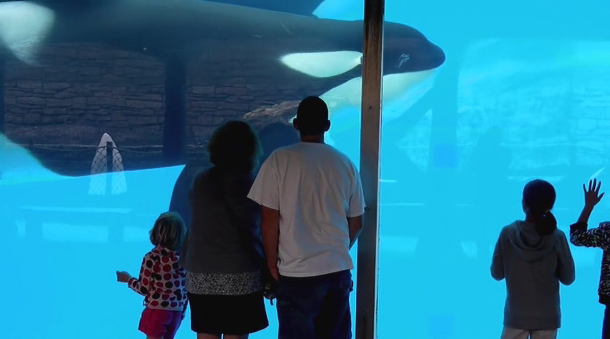 Blackfish (2013)